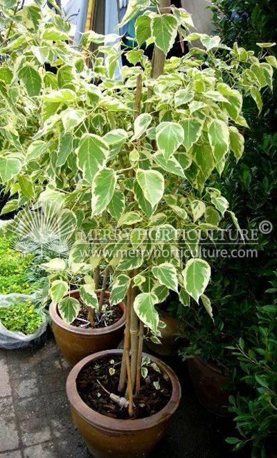 Ficus benjamina var white